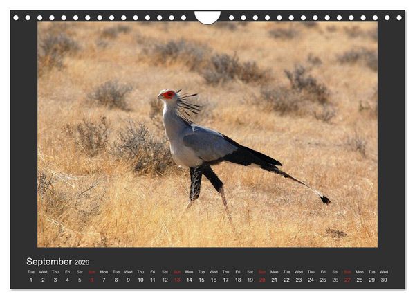 Produktbild: Namibia's Nature (Wall Calendar 2026 DIN A4 landscape), CALVENDO 12 Month Wall Calendar