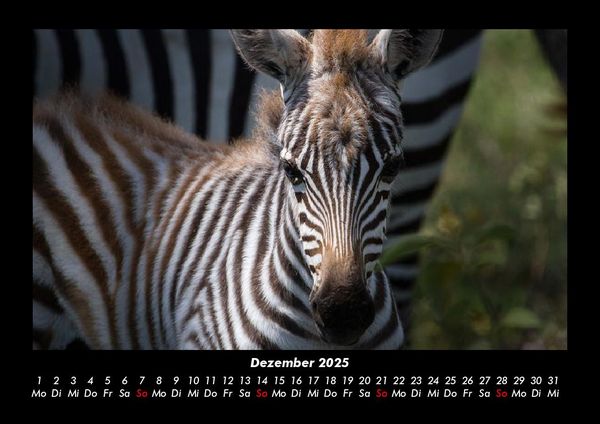 Produktbild: Zebrazauber 2025 Fotokalender DIN A3