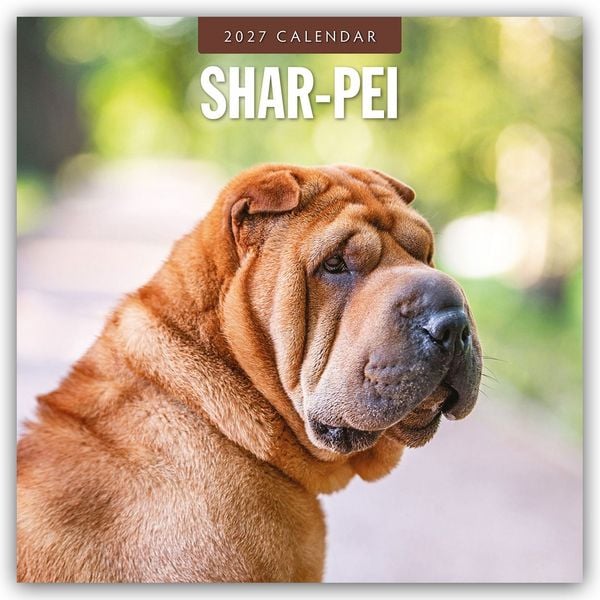 Produktbild: Shar-Pei &ndash; Chinesischer Faltenhund 2027 &ndash; 16-Monatskalender