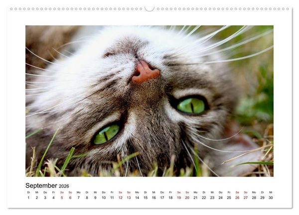 Produktbild: Stra&szlig;entiger auf Samtpfoten (hochwertiger Premium Wandkalender 2026 DIN A2 quer), Kunstdruck in Hochglanz