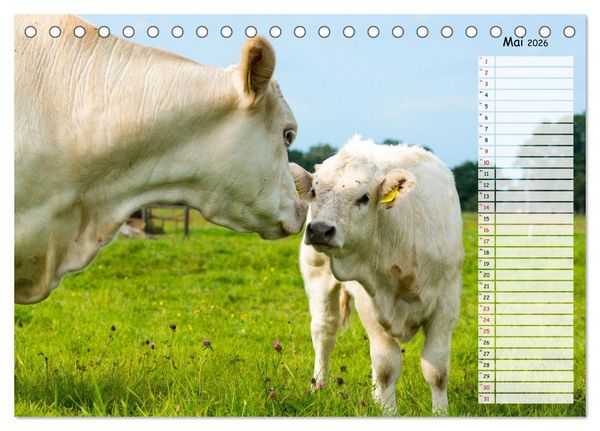 Produktbild: Geliebte Tiere auf dem Bauernhof (Tischkalender 2026 DIN A5 quer), CALVENDO Monatskalender
