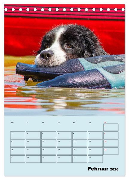 Produktbild: Familienplaner Landseer - Freund und Retter (Tischkalender 2026 DIN A5 hoch), CALVENDO Monatskalender
