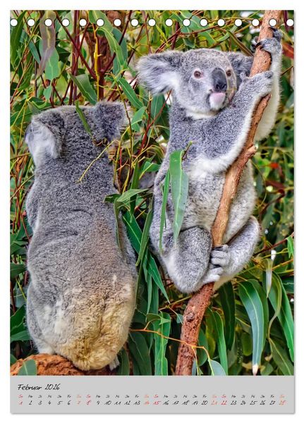 Produktbild: Koala, kleiner B&auml;r (Tischkalender 2026 DIN A5 hoch), CALVENDO Monatskalender