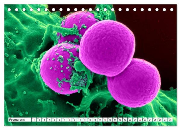 Produktbild: Mikrobiologie. Mikroorganismen, Genetik und Zellen (Tischkalender 2026 DIN A5 quer), CALVENDO Monatskalender