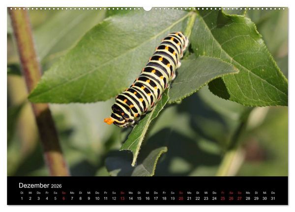 Produktbild: Faszination Schmetterlingsraupen (Wandkalender 2026 DIN A2 quer), CALVENDO Monatskalender