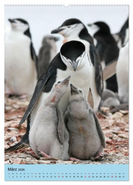 Produktbild: Antarktis - Das Gebiet der Pinguine (Wandkalender 2026 DIN A2 hoch), CALVENDO Monatskalender
