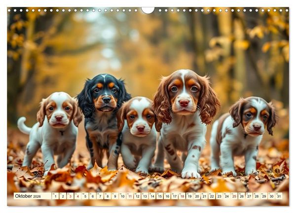 Produktbild: American Cocker Spaniel (Wandkalender 2026 DIN A3 quer), CALVENDO Monatskalender