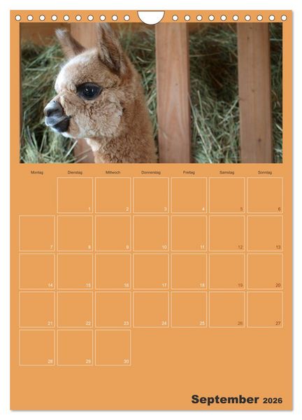 Produktbild: Alpakas zum Verlieben (Wandkalender 2026 DIN A4 hoch), CALVENDO Monatskalender