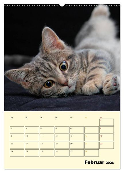 Produktbild: K&auml;tzchen - Theater (Wandkalender 2026 DIN A2 hoch), CALVENDO Monatskalender