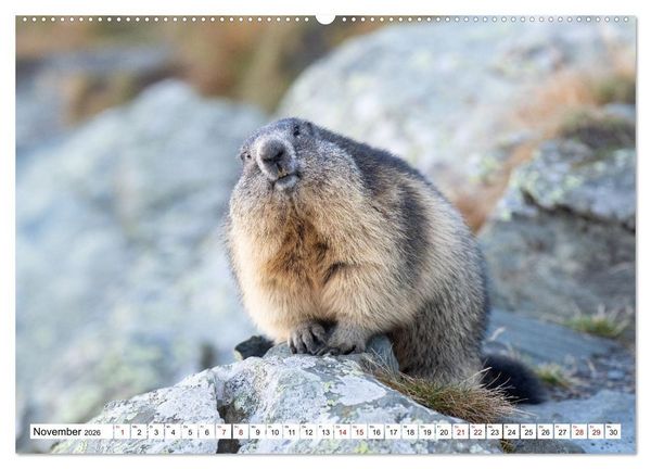 Produktbild: Unterwegs in den Hochalpen - Das Alpenmurmeltier im Herbst (Wandkalender 2026 DIN A2 quer), CALVENDO Monatskalender