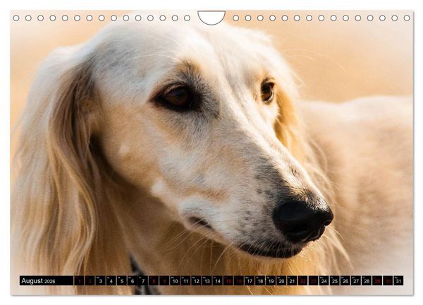 Produktbild: Windhunde - eine Leidenschaft (Wandkalender 2026 DIN A4 quer), CALVENDO Monatskalender