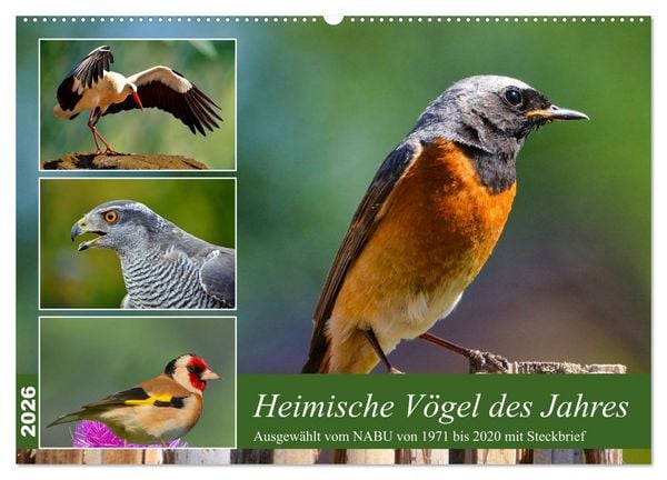 Produktbild: Heimische V&ouml;gel des Jahres (Wandkalender 2026 DIN A2 quer), CALVENDO Monatskalender