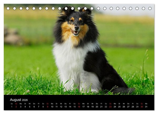 Produktbild: Sheltie 2026 (Tischkalender 2026 DIN A5 quer), CALVENDO Monatskalender