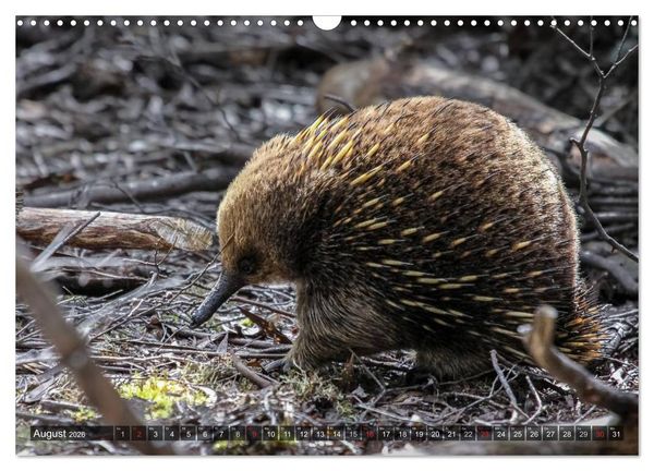 Produktbild: Australien tierisch gut 2026 (Wandkalender 2026 DIN A3 quer), CALVENDO Monatskalender