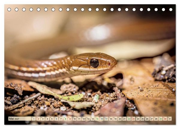 Produktbild: Die kleinsten Tiere - Weltweit (Tischkalender 2027 DIN A5 quer), CALVENDO Monatskalender