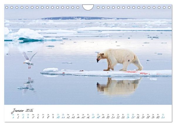 Produktbild: 78&deg; Nord - Arktische Momente in Svalbard (Wandkalender 2026 DIN A4 quer), CALVENDO Monatskalender