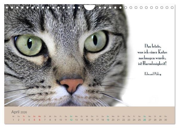 Produktbild: Katzenzitate 2026 (Wandkalender 2026 DIN A4 quer), CALVENDO Monatskalender