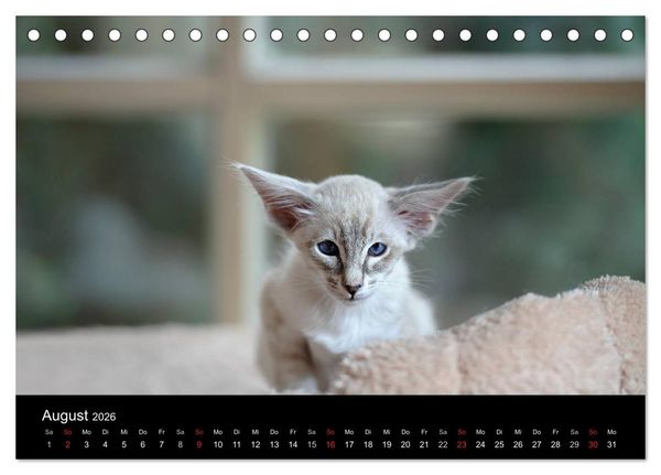 Produktbild: Orientalische Katzen (Tischkalender 2026 DIN A5 quer), CALVENDO Monatskalender