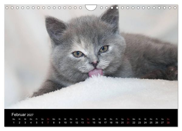 Produktbild: Haustiger - Ein Katzenkalender (Wandkalender 2027 DIN A4 quer), CALVENDO Monatskalender
