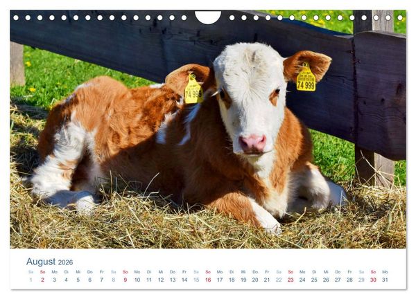Produktbild: Tierisches Leben auf dem Bauernhof 2026 (Wandkalender 2026 DIN A4 quer), CALVENDO Monatskalender