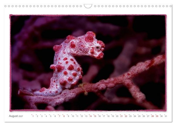 Produktbild: Pygm&auml;enseepferdchen, kleines Pferd ganz gro&szlig; (Wandkalender 2027 DIN A3 quer), CALVENDO Monatskalender