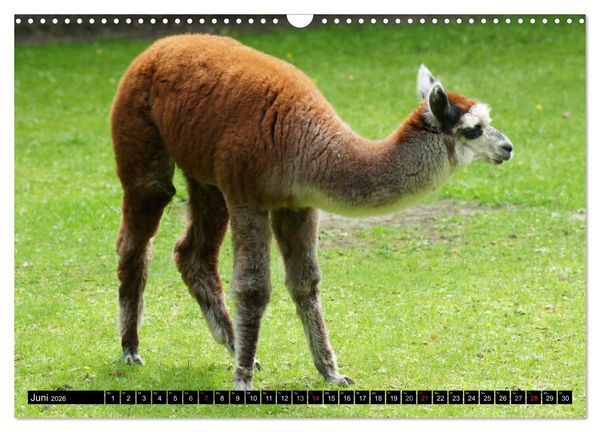Produktbild: Lama und Alpaka (Wandkalender 2026 DIN A3 quer), CALVENDO Monatskalender