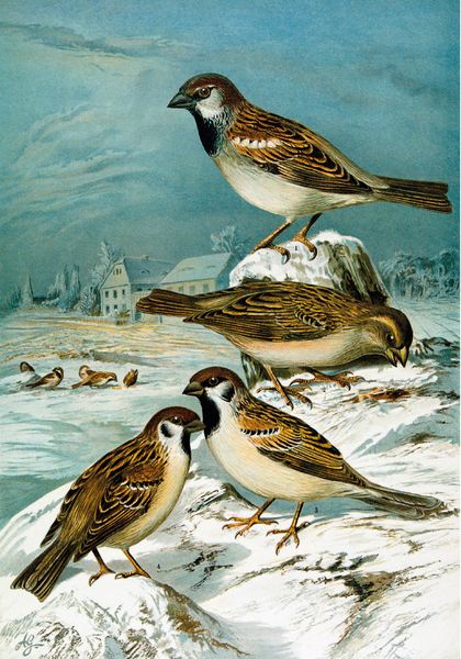 Produktbild: Johann Friedrich Naumann &ndash; Die V&ouml;gel Mitteleuropas