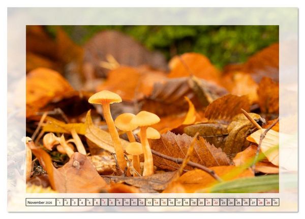 Produktbild: Jeden Monat in der Natur (Tischkalender 2026 DIN A5 quer), CALVENDO Monatskalender