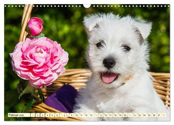 Produktbild: Kobold auf 4 Pfoten - West Highland White Terrier (Wandkalender 2026 DIN A3 quer), CALVENDO Monatskalender