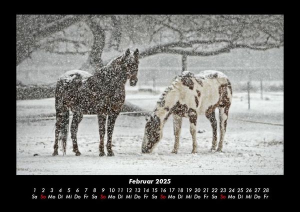 Produktbild: Die Welt der Pferde 2025 Fotokalender DIN A3