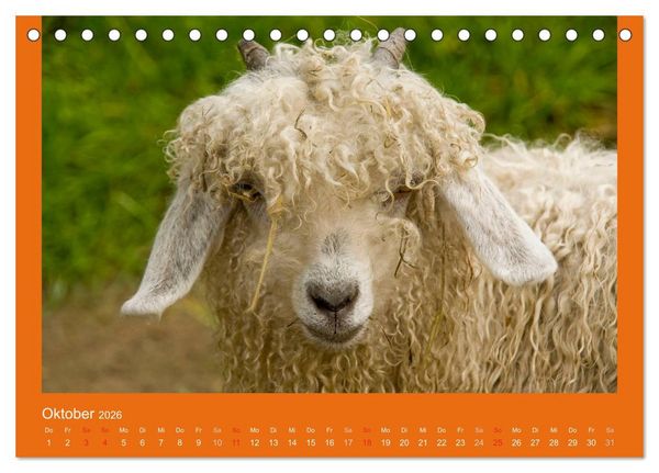 Produktbild: Tierkinder (Tischkalender 2026 DIN A5 quer), CALVENDO Monatskalender
