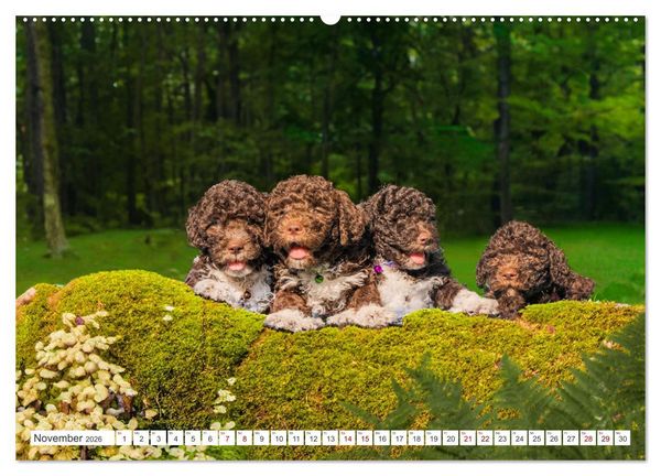 Produktbild: Lagotto Romagnolo Welpen - Sieben kleine Weltentdecker auf gro&szlig;er Fahrt (hochwertiger Premium Wandkalender 2026 DIN A2 quer), Kunstdruck in Hochglanz