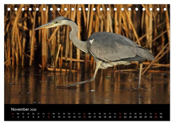 Produktbild: Aus dem Leben der Graureiher (Tischkalender 2026 DIN A5 quer), CALVENDO Monatskalender