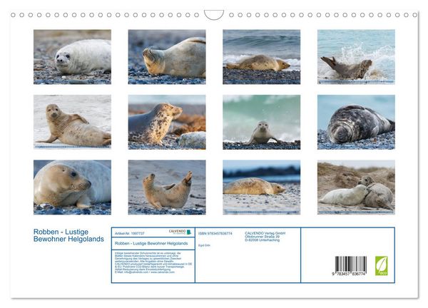 Produktbild: Robben - Lustige Bewohner Helgolands (Wandkalender 2026 DIN A3 quer), CALVENDO Monatskalender