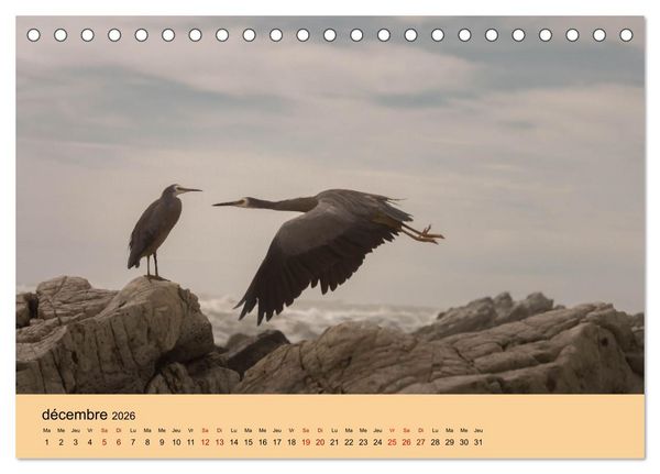 Produktbild: Oiseaux de Nouvelle-Z&eacute;lande (Calendrier de bureau 2026 DIN A5 vertical), CALVENDO calendrier mensuel
