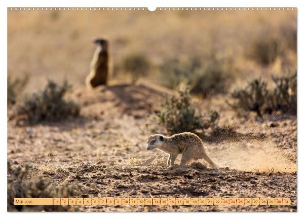 Produktbild: Afrikas Tierwelt - Erdm&auml;nnchen (Wandkalender 2026 DIN A2 quer), CALVENDO Monatskalender