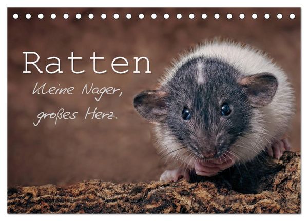 Ratten. Kleine Nager, großes Herz. (Tischkalender 2026 DIN A5 quer), CALVENDO Monatskalender