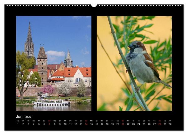 Produktbild: Ulmer Spatzen (Wandkalender 2026 DIN A2 quer), CALVENDO Monatskalender