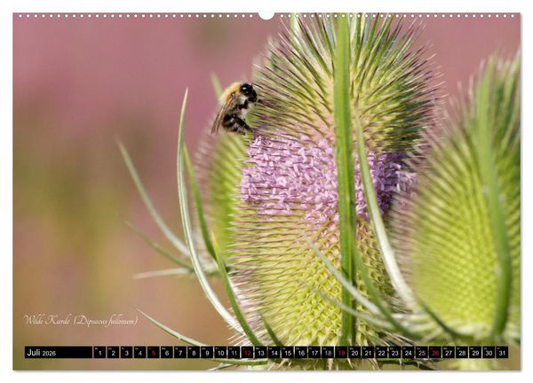 Produktbild: Zierbilder der Natur BLUMEN (Wandkalender 2026 DIN A2 quer), CALVENDO Monatskalender
