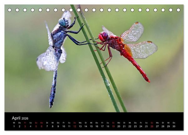 Produktbild: Libellen im Ried (Tischkalender 2026 DIN A5 quer), CALVENDO Monatskalender