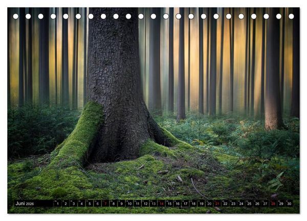 Produktbild: Zauberhafter Sachsenwald (Tischkalender 2026 DIN A5 quer), CALVENDO Monatskalender