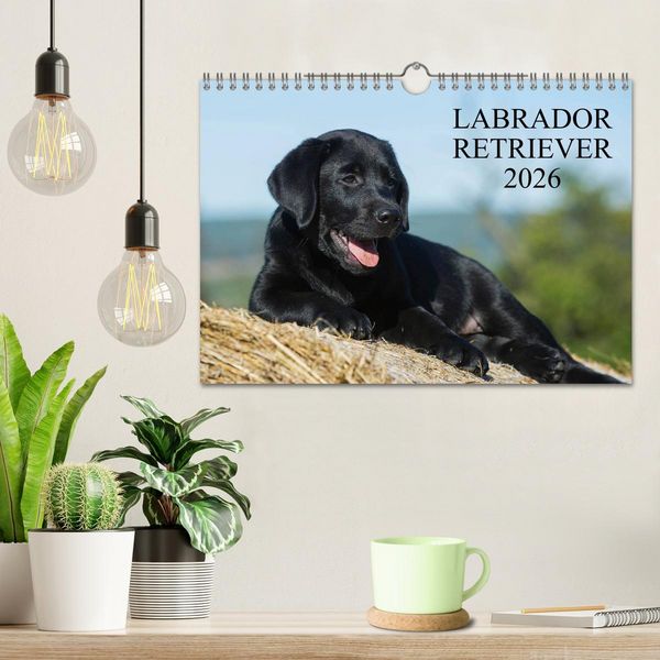 Produktbild: Labrador Retriever 2026 (Wandkalender 2026 DIN A4 quer), CALVENDO Monatskalender