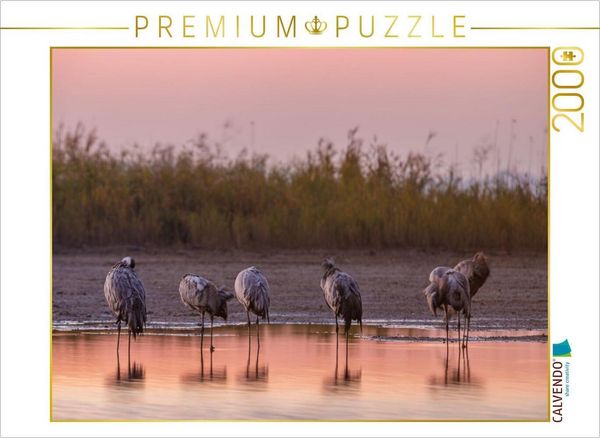 CALVENDO Puzzle Im Wasser schlafende Kraniche im Morgenrot | 2000 Teile Lege-Größe 90 × 67 cm Foto-Puzzle für glückliche Stunden