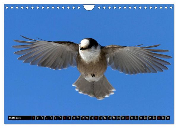 Produktbild: PLUMES L&Eacute;G&Egrave;RES. Oiseaux du Monde (Calendrier mural 2026 DIN A4 vertical), CALVENDO calendrier mensuel
