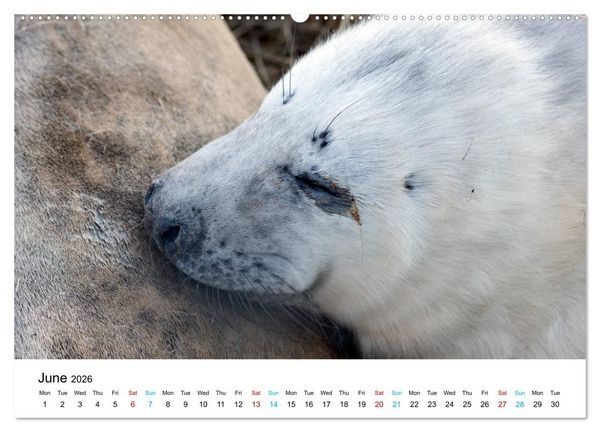 Produktbild: Grey Seal Pups of Donna Nook (High Quality Premium Wall Calendar 2026 DIN A2 landscape),CALVENDO 12 Month Wall Calendar