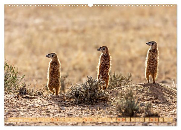 Produktbild: Namibias faszinierende Tierwelt (hochwertiger Premium Wandkalender 2026 DIN A2 quer), Kunstdruck in Hochglanz