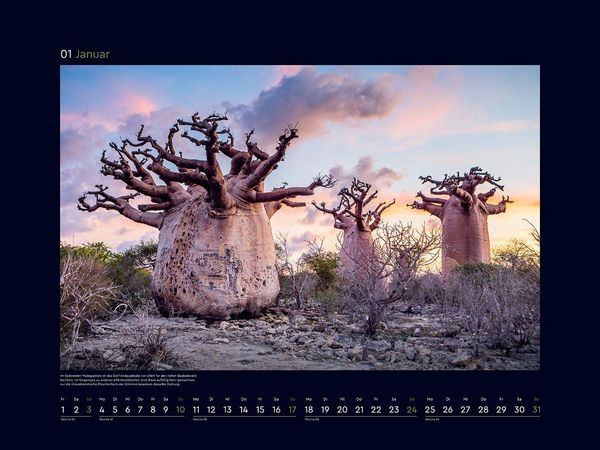 Produktbild: Alte B&auml;ume, Sinnbilder des Lebens - KUNTH Wandkalender 2027