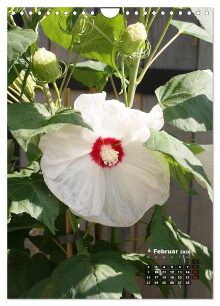 Produktbild: Malvenbl&uuml;te (Wandkalender 2026 DIN A4 hoch), CALVENDO Monatskalender