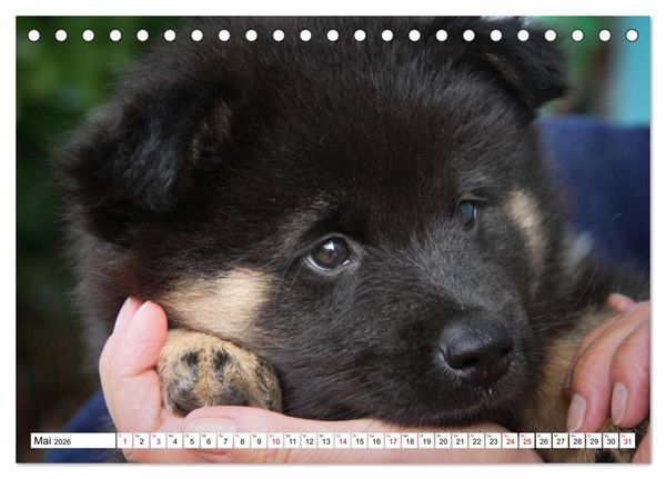 Produktbild: Eurasier, der Hund im Wolfspelz (Tischkalender 2026 DIN A5 quer), CALVENDO Monatskalender