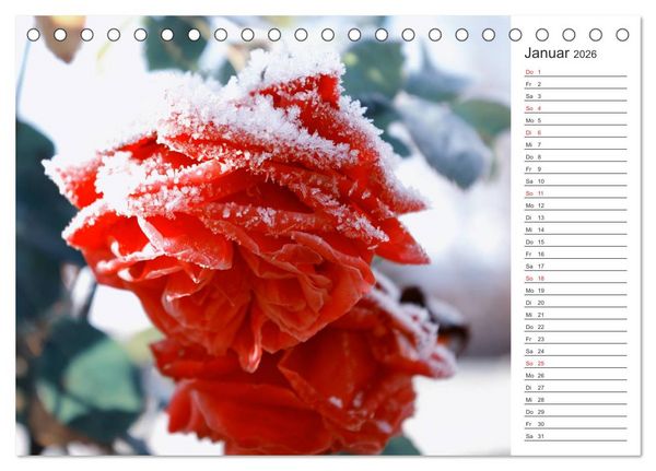 Produktbild: Blumenfreude Terminkalender (Tischkalender 2026 DIN A5 quer), CALVENDO Monatskalender